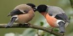 A pair of bullfinches