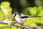 Long tailed tit