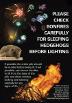 British Hedgehog Preservation Society Bonfire Night Campaign