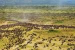 Up to 500,000 wildebeest migrate through Africa's Serengeti