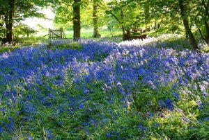 Bluebells