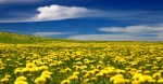 fields of dandelions