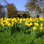 church_daffodils2